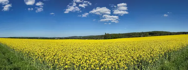 Sarı kolza tohumu çiçekleri çiçek açmış.