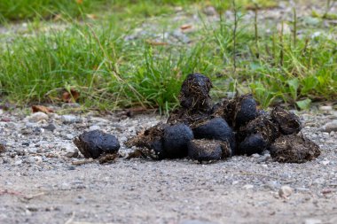 Doğal atık: kırsal bir yolda at gübresi