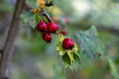 Hawthorn 'da parlak kırmızı gül kalçalarının yakın çekimi