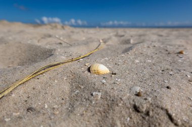 Kumsalda deniz kabuğu, yakın plan: kumsal ve deniz.