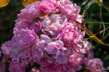 Rosa Damascena, ya da daha çok bilinen adıyla Şam gülü, ya da bazen Bulgar gülü, Türk gülü, Taif gülü, Arap gülü, Rosa gallica ve Rosa moschata 'dan türetilmiş bir gül melezi..