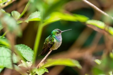 Kosta Rika Yağmur Ormanı 'nda kuş kuyruklu sinekkuşu