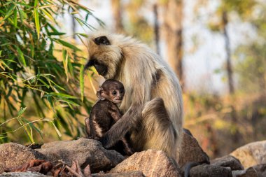 Hint Gri Langur Maymunları Anne ve Bebek Ailesi, Hindistan