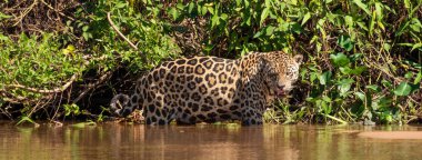 Üç Kardeşler Nehri, Brezilya sulak alanları, Pantanal, Brezilya panoramik web başlığı altında yürüyen Jaguar Panoraması