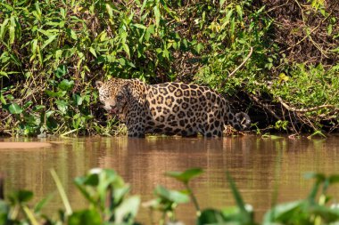 Üç Kardeşler Nehri 'nde yürüyen Jaguar, Brezilya' nın sulak alanları, Pantanal, Brezilya