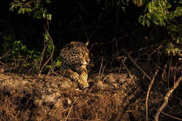 Nehir kıyısında dinlenen Jaguar, Brezilya 'nın sulak alanları, Pantanal, Brezilya 