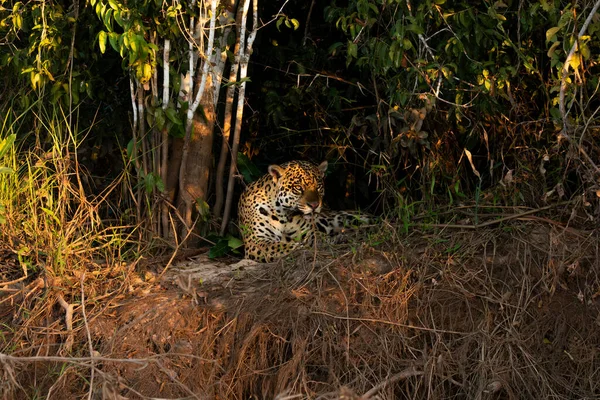 Nehir kıyısında dinlenen Jaguar, Brezilya 'nın sulak alanları, Pantanal, Brezilya 
