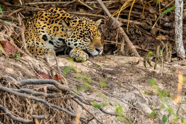 Nehir kıyısında dinlenen Jaguar, Brezilya 'nın sulak alanları, Pantanal, Brezilya 