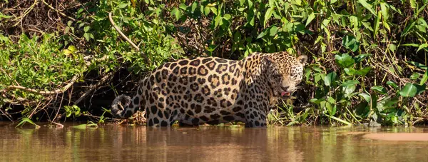 Üç Kardeşler Nehri, Brezilya sulak alanları, Pantanal, Brezilya panoramik web başlığı altında yürüyen Jaguar Panoraması