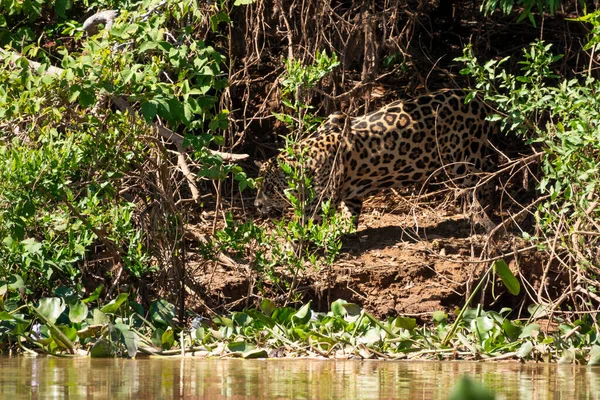 Jaguar, Three Brothers Riverbank, Brazilya sulak alanları, Pantanal, Brezilya 'da yürüyor