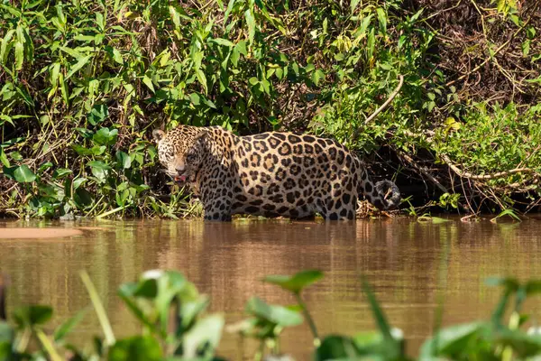 Üç Kardeşler Nehri 'nde yürüyen Jaguar, Brezilya' nın sulak alanları, Pantanal, Brezilya