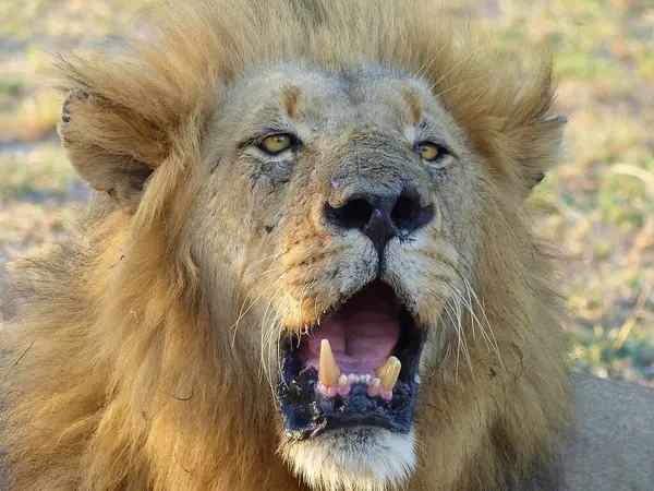 Senior male lion mouth open roaring in South Africa