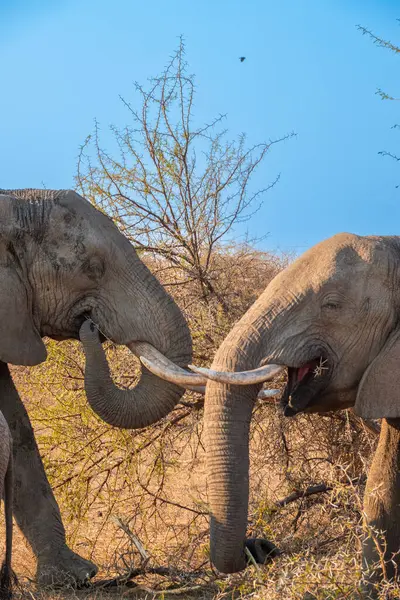 Filler Yakın Çekimde Oynuyor, Güney Afrika