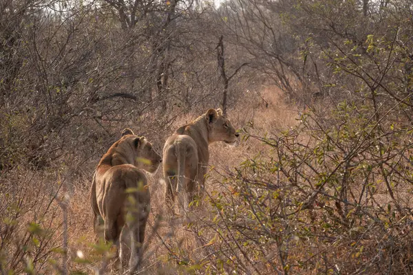 Güney Afrika 'da Bir Avda İki Aslan.