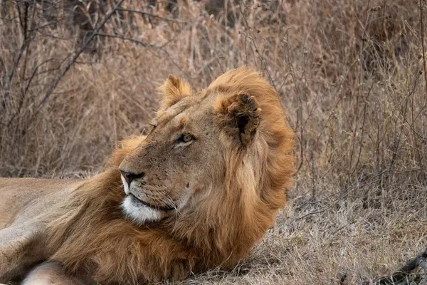 Güney Afrika 'da dinlenen bir erkek aslanın portresi