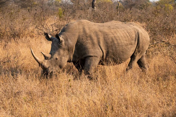Güney Beyaz Gergedan ya da Gergedan Güney Afrika 'da otluyor.