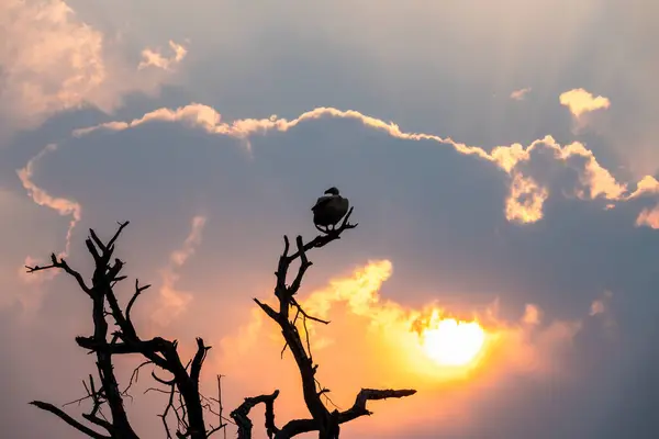 Akbaba Güney Afrika 'da Sunset' te bir ağaçta siluette