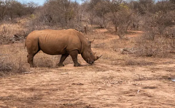 Güney Beyaz Gergedan ya da Gergedan Güney Afrika 'da otluyor.