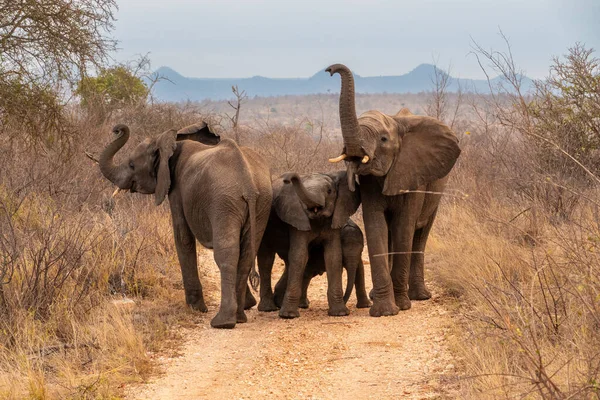 Yükseltilmiş Sandıklı Fil Ailesi, Güney Afrika