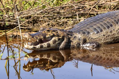 Timsah ağzı açık, dişleri görünüyor ve Brezilya 'nın Pantanal kentindeki Cuiaba Nehri' nin sığ sularında yatan sudaki yansıması görülüyor.