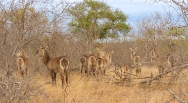 Bir Waterbuck sürüsü, Güney Afrika 'nın çalılıklarından kameraya bakıp altlarında işaretler gösteriyor.