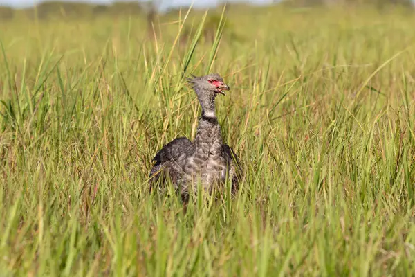 Güneyli Çığırtkan Brezilya 'da Pantanal' da bir bataklık sınırında canlı yeşil otlakta duruyor.