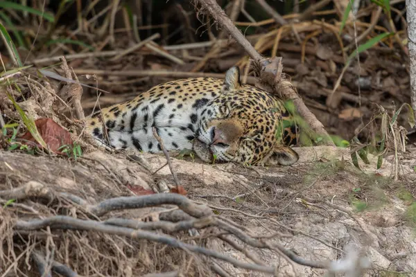 Jaguar gözleri kapalı bir nehir kıyısında uyuyor, Brezilya 'nın sulak alanları, Pantanal, Brezilya 
