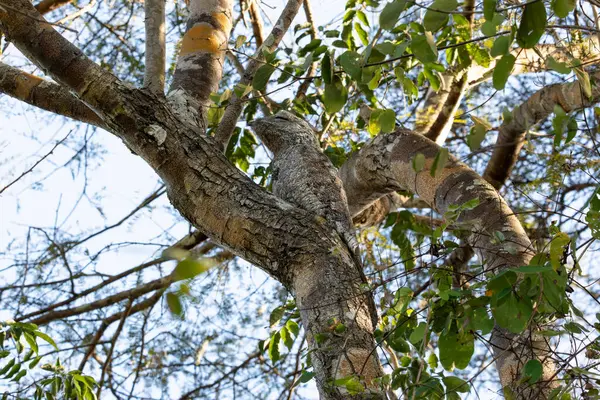Great Potoo with perfect camouflage perched on a tree trunk in the Pantanal in Brazil