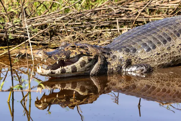 Timsah ağzı açık, dişleri görünüyor ve Brezilya 'nın Pantanal kentindeki Cuiaba Nehri' nin sığ sularında yatan sudaki yansıması görülüyor.
