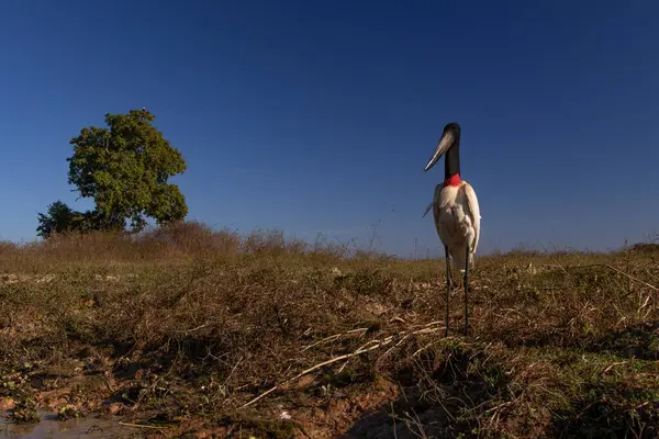 Bir Jabiru Stork nehir kenarındaki kameraya bakıyor Pantanal, Brezilya 'da mavi gökyüzü arka planına karşı.