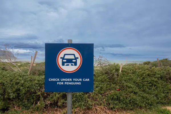 Güney Afrika 'ya gitmeden önce arabanızın altında penguen var mı diye bakın.