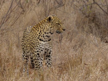 Erkek Leopar Duruyor ve Avlanmak Üzere Bakıyor, Güney Afrika