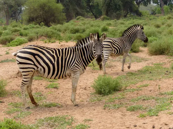 İki zebra kameraya bakıyor, Güney Afrika 'da.