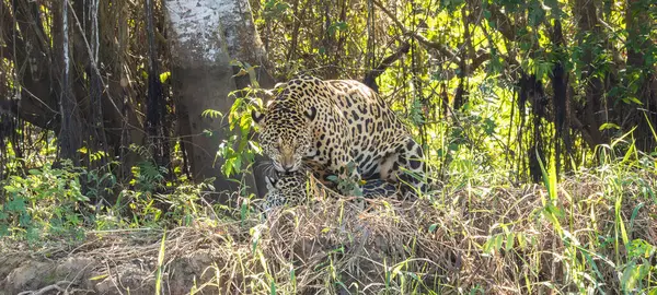 İki Jaguar, Brezilya 'nın bataklıklarında, Brezilya' nın Pantanal bölgesinde, tepede dişiyle çiftleşiyorlar. 