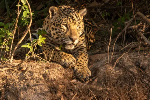 Pantanal, Brezilya, Güney Amerika 'daki Cuiaba Nehri' nin kumsalında yatan bir kayman.
