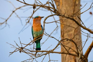 Hint Ormanı 'ndaki bir ağaç dalına tünemiş bir Hint Paten Kuşu' na yaklaş