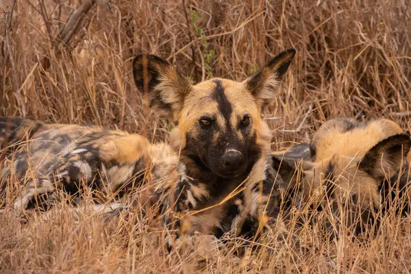 Vahşi Köpek, Güney Afrika 'daki çalılıklarda eşiyle yatıyor.