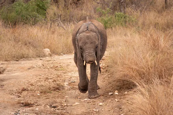 Güney Afrika 'da kaçak avlanma nedeniyle hortumda kaybolan yavru fil.