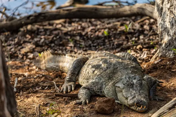 Stock image Mugger or Marsh Crocodile laying down looking at the camera on the forest floor in Tadoba National Park, India