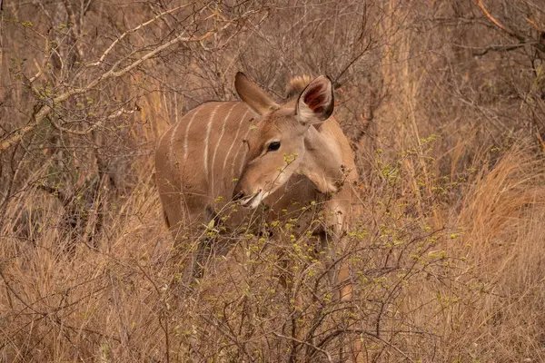Güney Afrika 'daki Kruger Ulusal Parkı' nda bir çalılığa göz atmak üzere olan dişi bir Kudu.