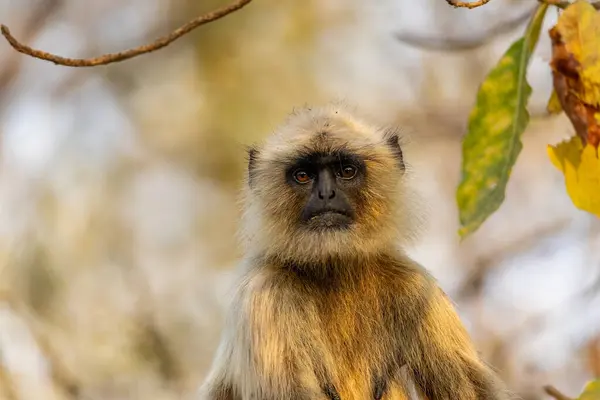Hindistan, Tadoba Ulusal Parkı 'ndaki kameraya bakan Langur Maymunu' nun yakın portresi.