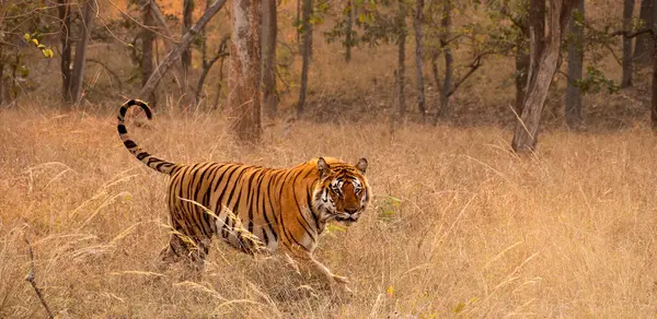 Pench Ulusal Parkı, Hindistan 'da çayırlarda yürüyen Bengal ya da Hint Kaplanı Panoraması