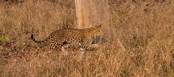 Panorama of an Indian leopard running in Tadoba National Park, India, Panoramic web banner header.