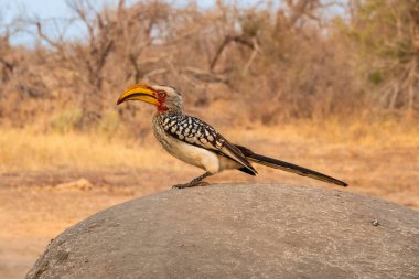 Güney Afrika 'daki Kruger Ulusal Parkı' nda bir kayanın üzerine tünemiş sarı gagalı bir boynuz gagası.