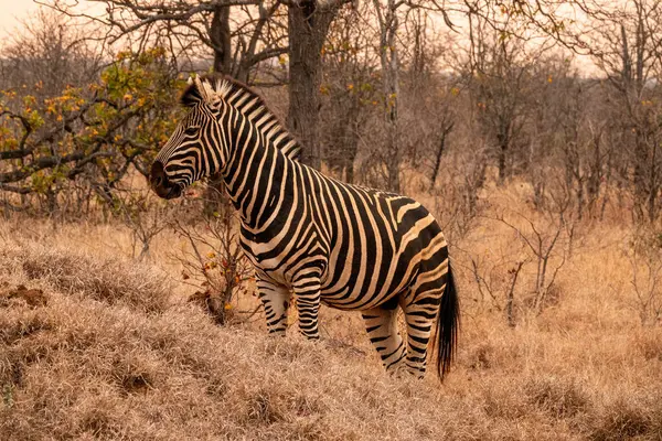 Güney Afrika 'daki Kruger Ulusal Parkı' nda alacakaranlıkta otlakta duran bir zebranın yakın çekimi.