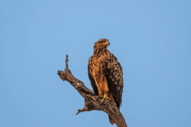 A tawny eagle sitting on a branch isolated against a blue sky background clipart