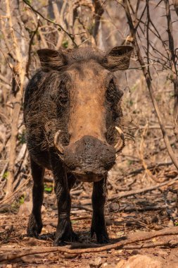 Close up of a mud covered warthog looking at the camera in Kruger National Park clipart