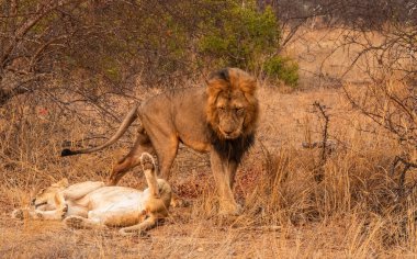 Male lion standing over a lioness in South Africa clipart