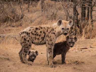 Güney Afrika 'daki bir mağarada kameraya bakan iki yavrusu olan bir sırtlan anne.