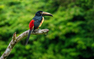 Kosta Rika yağmur ormanlarındaki bir ağaç dalına tünemiş Yakalı bir Aracari 'nin Kapanışı